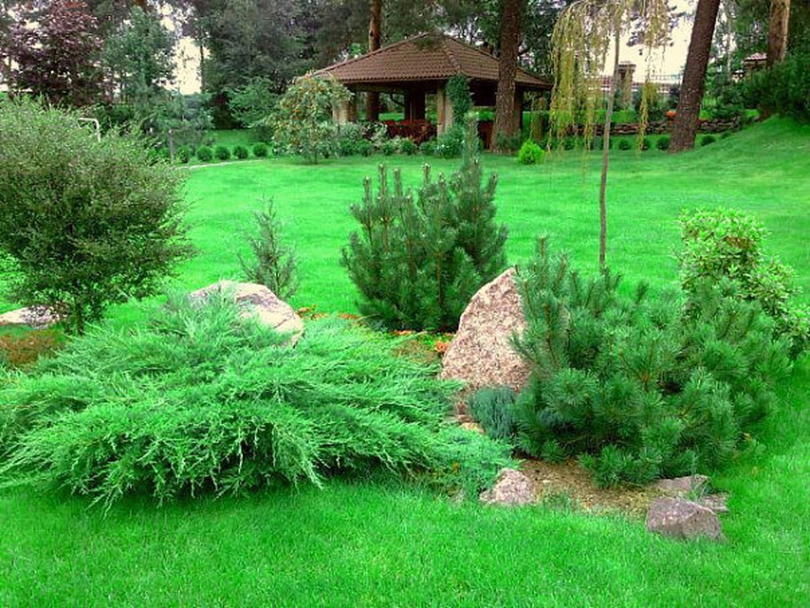 Можжевельник казацкий ниваки