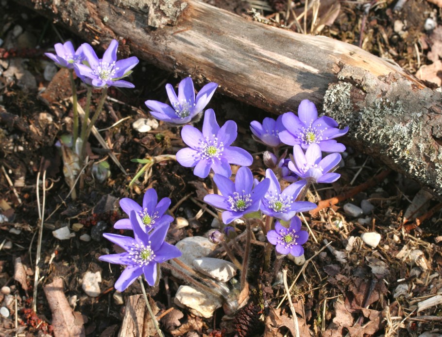Печеночница hepatica Merlin