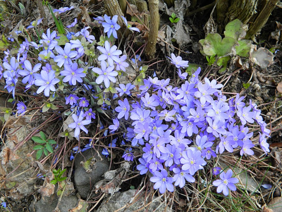 Печеночница азиатская