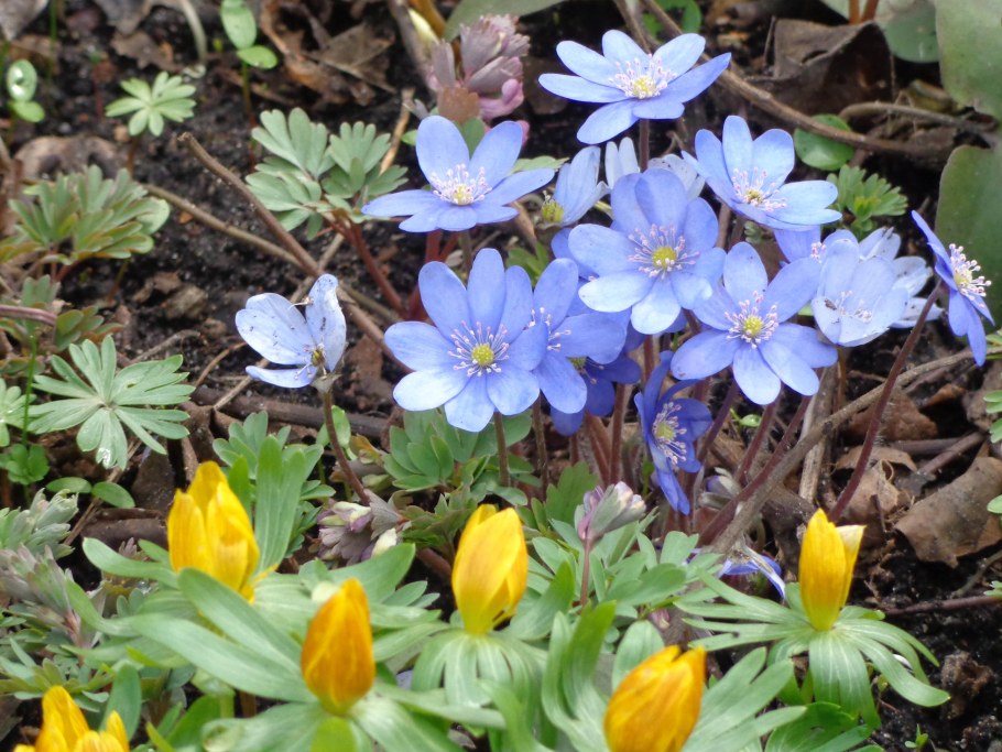 Печеночница цветок