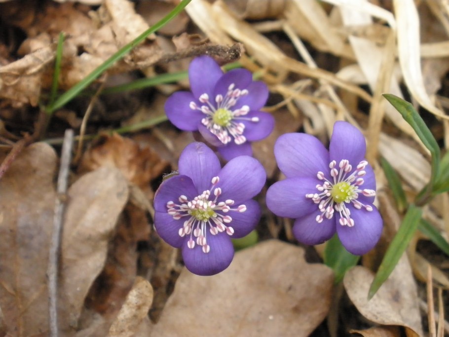Печеночница hepatica Nobilis