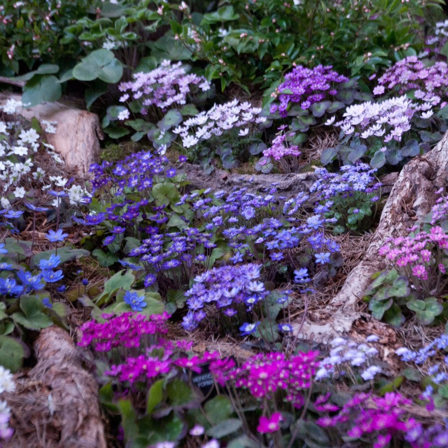 Печеночница благородная в саду