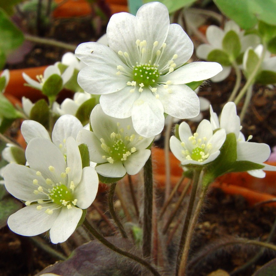 Печеночница фото