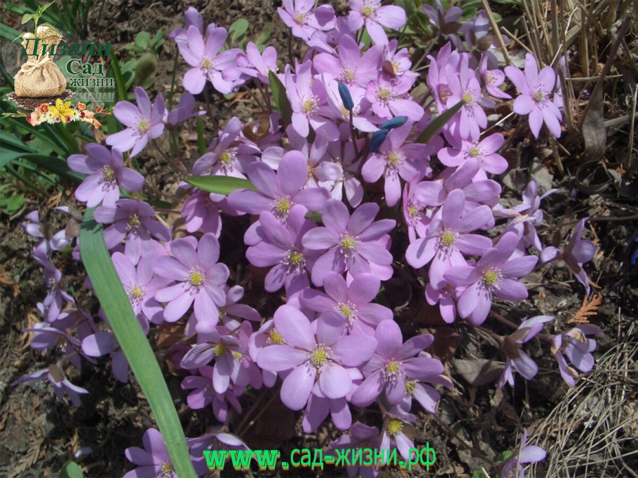 Печеночница Нобилис