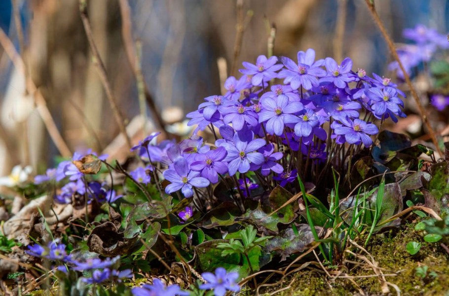 Печеночница благородная голубая