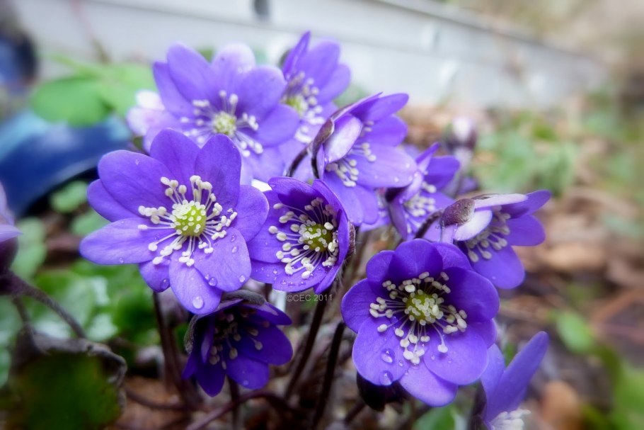 Печеночница благородная синяя махровая