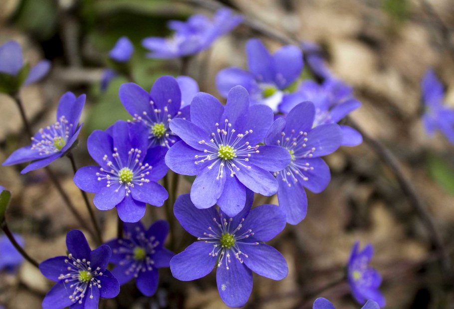 Печеночница Нобилис