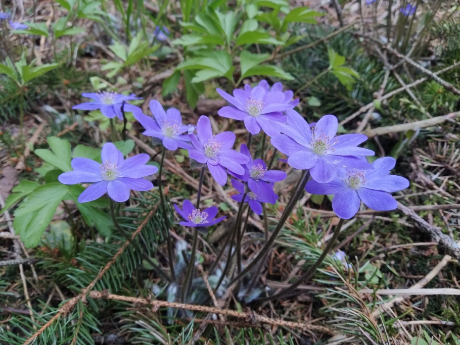 Листья цветка печеночница