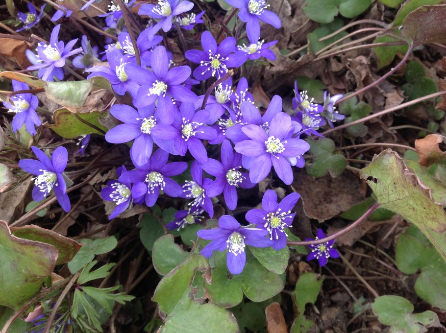 Печёночница обыкновенная