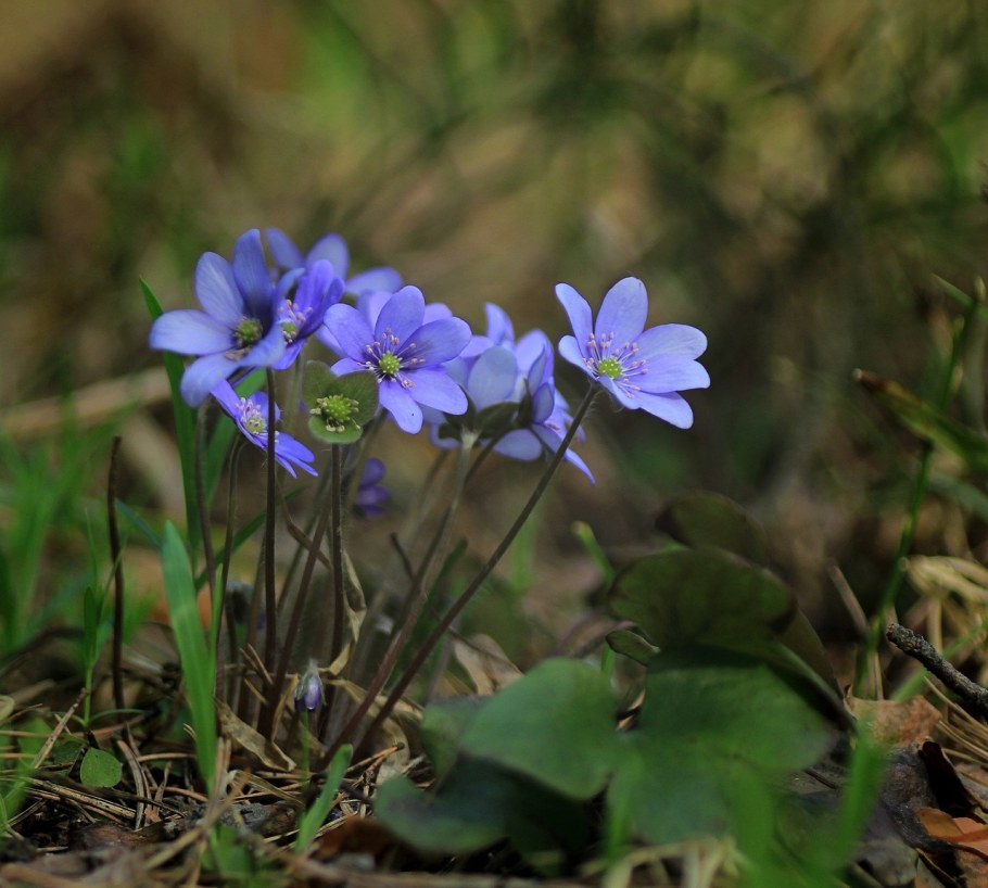 Мисумисоу перелеска