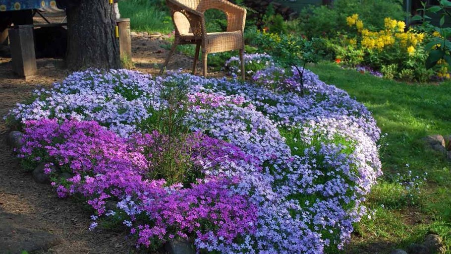 Флокс шиловидный Zwergenteppich