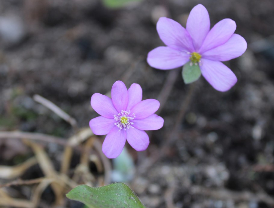 Листья цветка печеночница