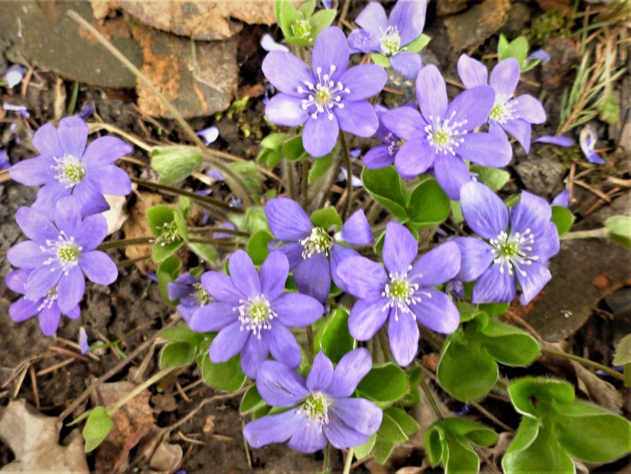 Многолетник печеночница