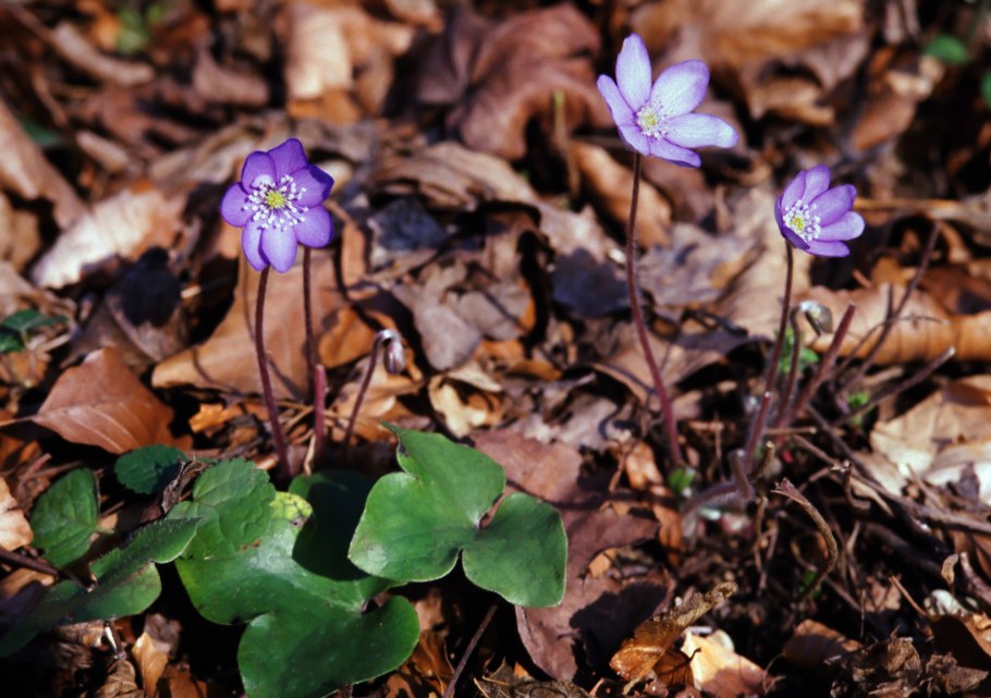 Печеночница цветок