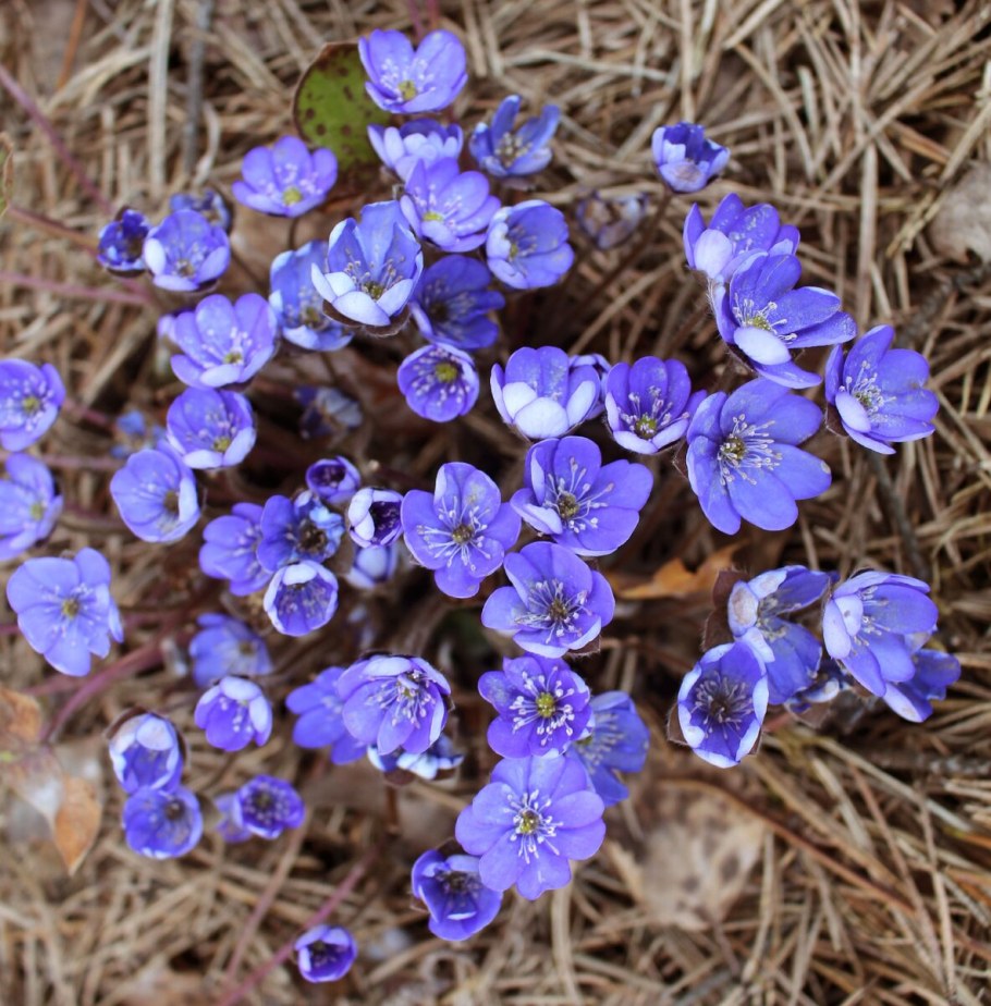 Печеночница засушенная