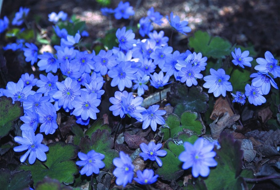 Печеночница Нобилис