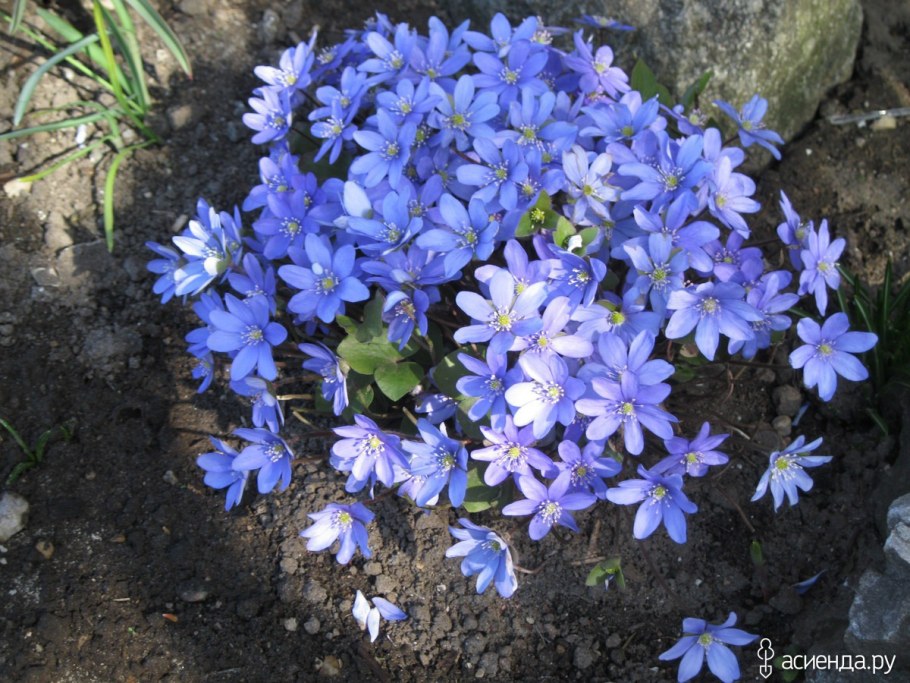 Печеночница Альба