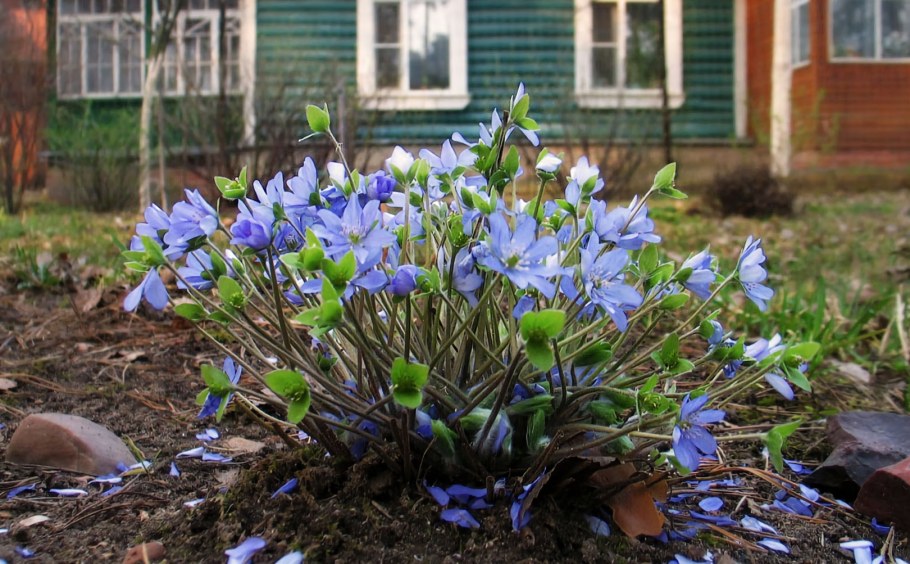 Первоцветы в лесу печеночница