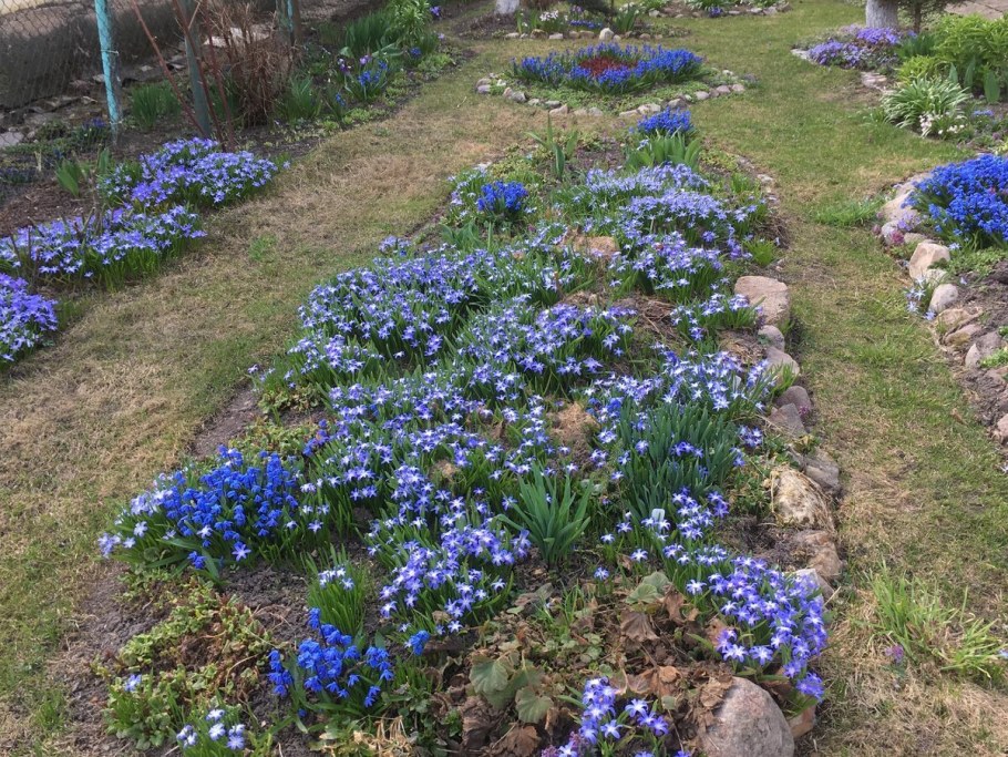 Хионодокса на альпийской Горке