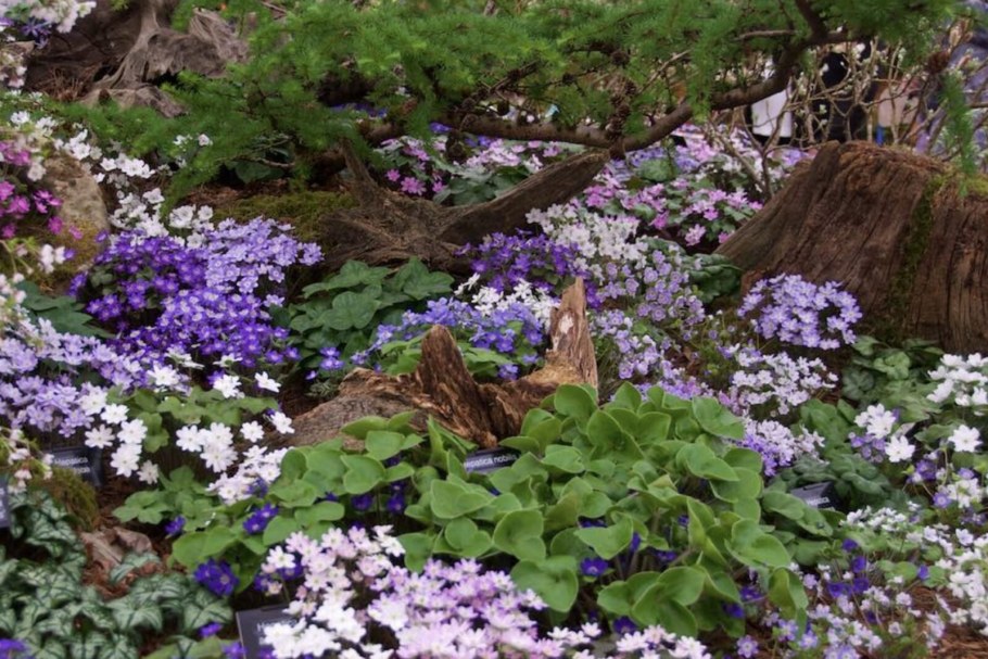 Печеночница благородная в саду