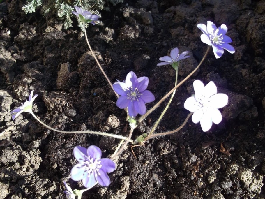 Печеночница махровая