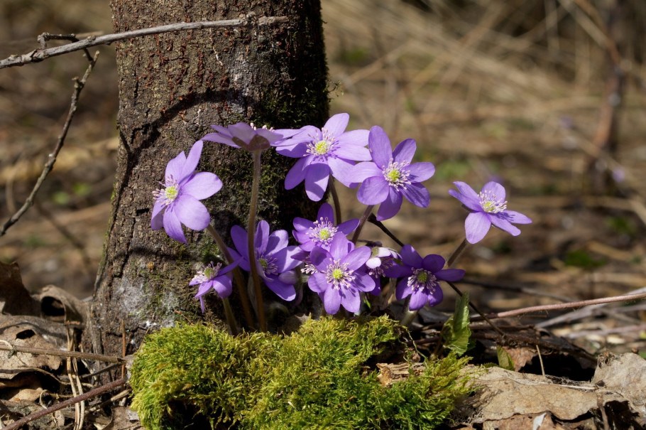 Ветреницы, печёночницы