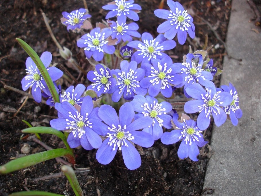 Первоцвет печеночница