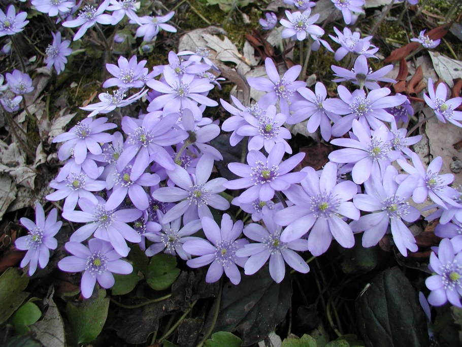Печеночница трансильванская (hepatica Transilvanica)