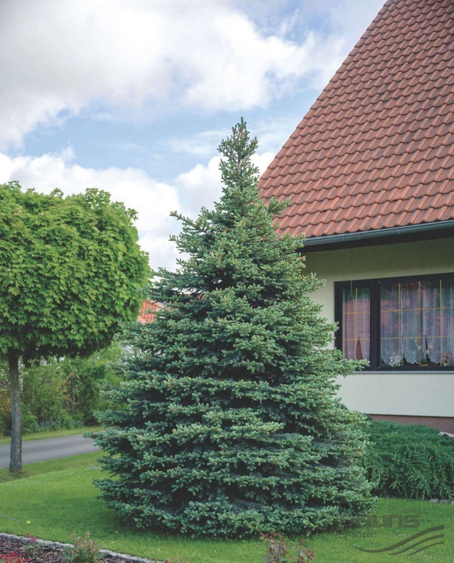 Ель колючая Фюрст бисмарк