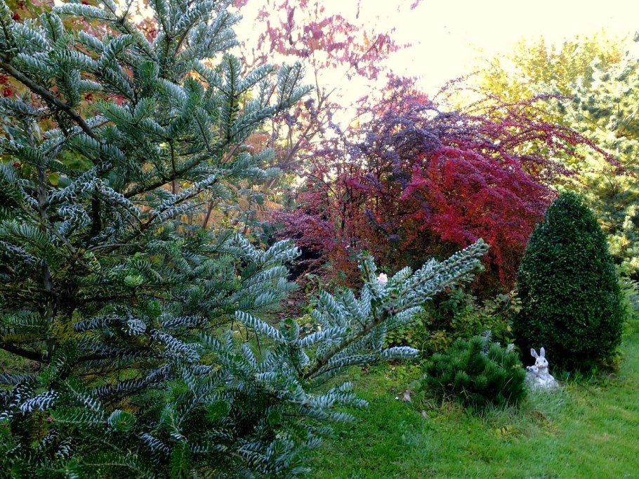 Пихта корейская "Silberlocke" (Сильберлок)