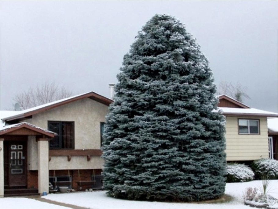 Сосна Горная Хупси