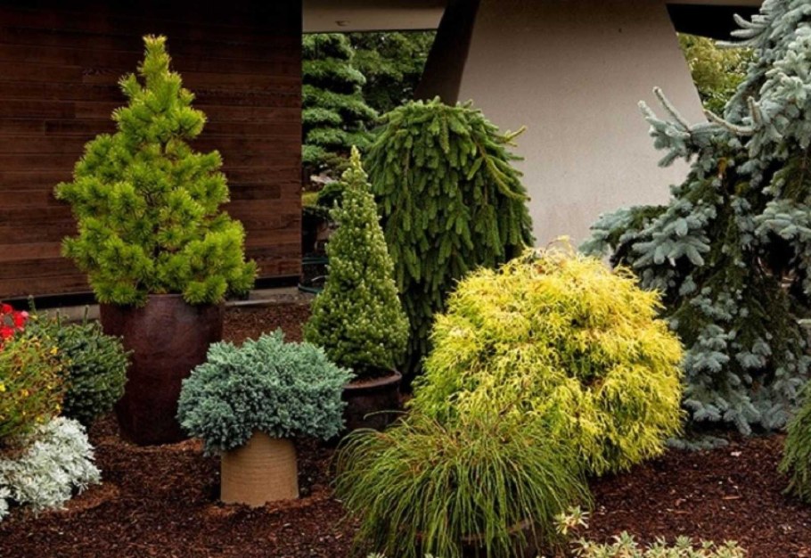 Ель кипарисовик Коника