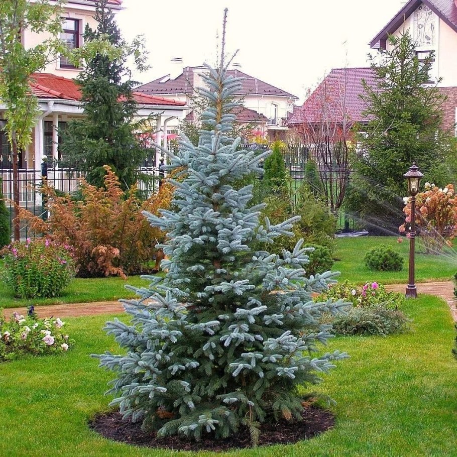 Ель Глаука крупномер