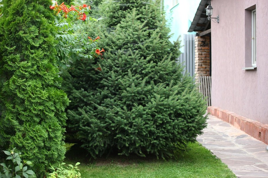 Ель обыкновенная Томпа