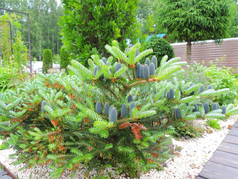 Пихта корейская Кореана