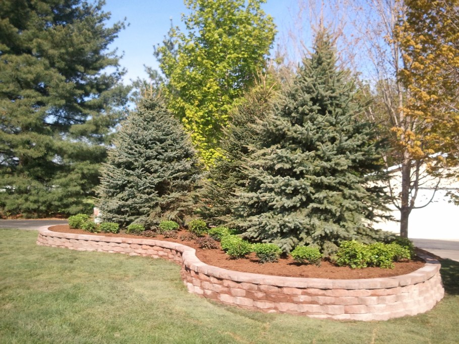 Ель Элеганс ландшафт