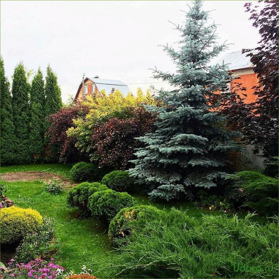 Сибирская ель миксбордер