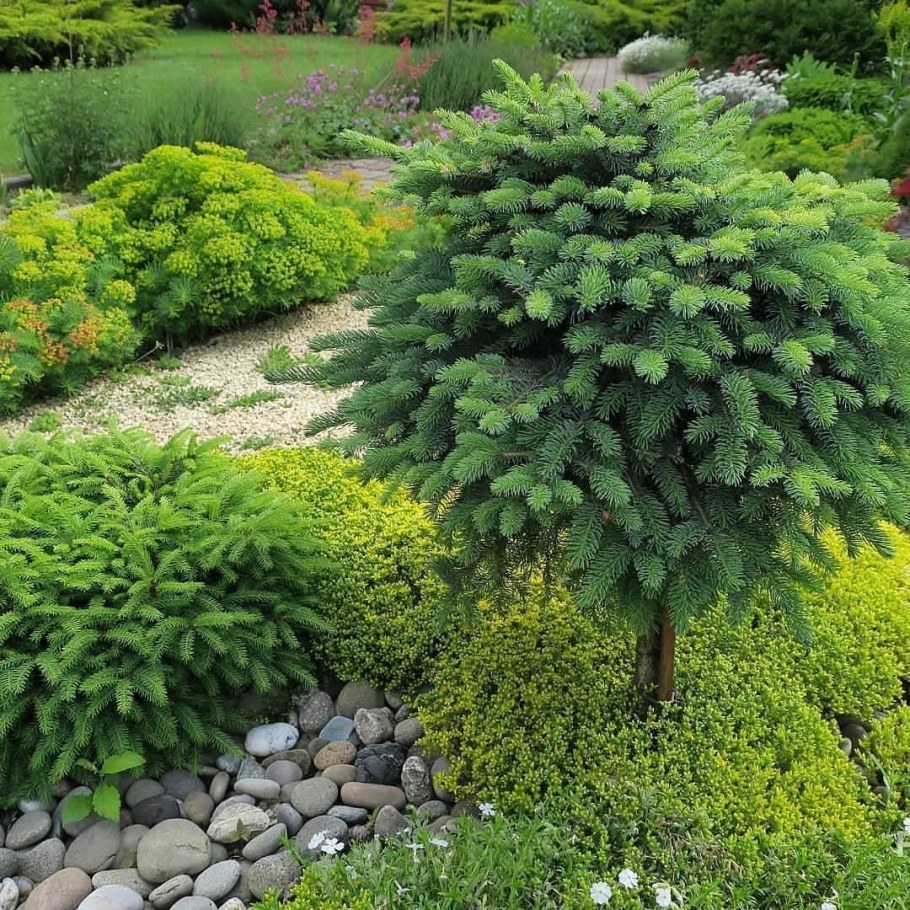 Низкорослая ель «Нидиформис»