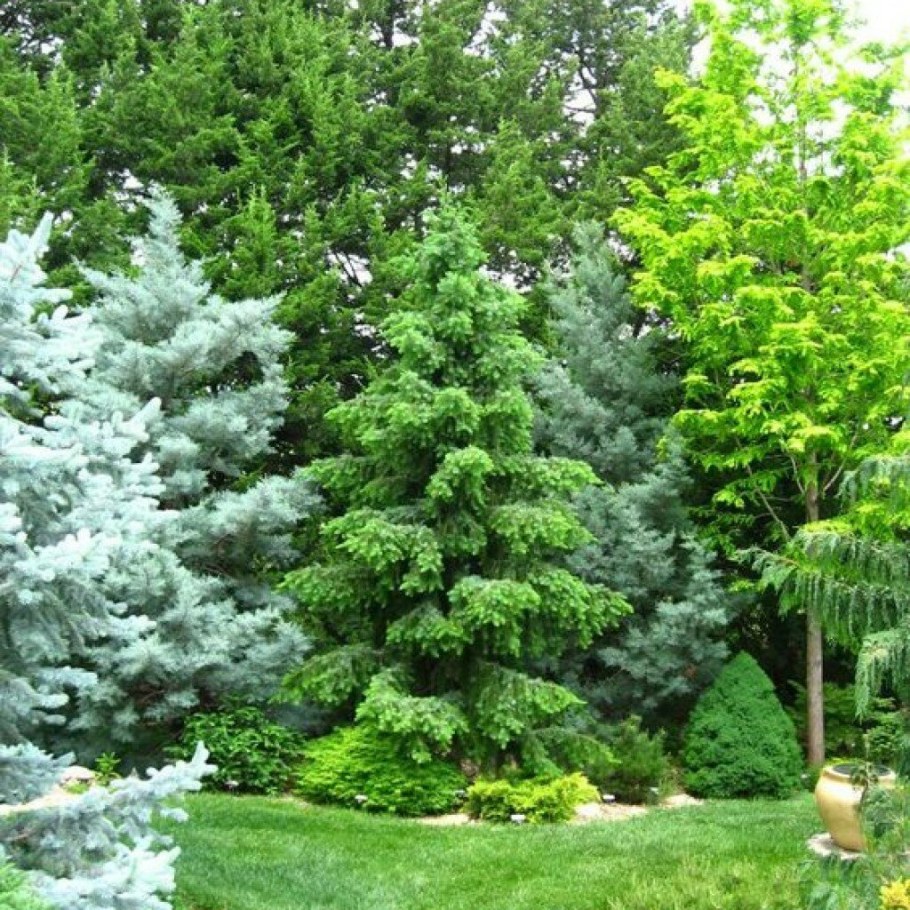 Хвойники сосна можжевельник