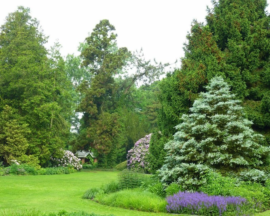 Пихта Абиес Кореана