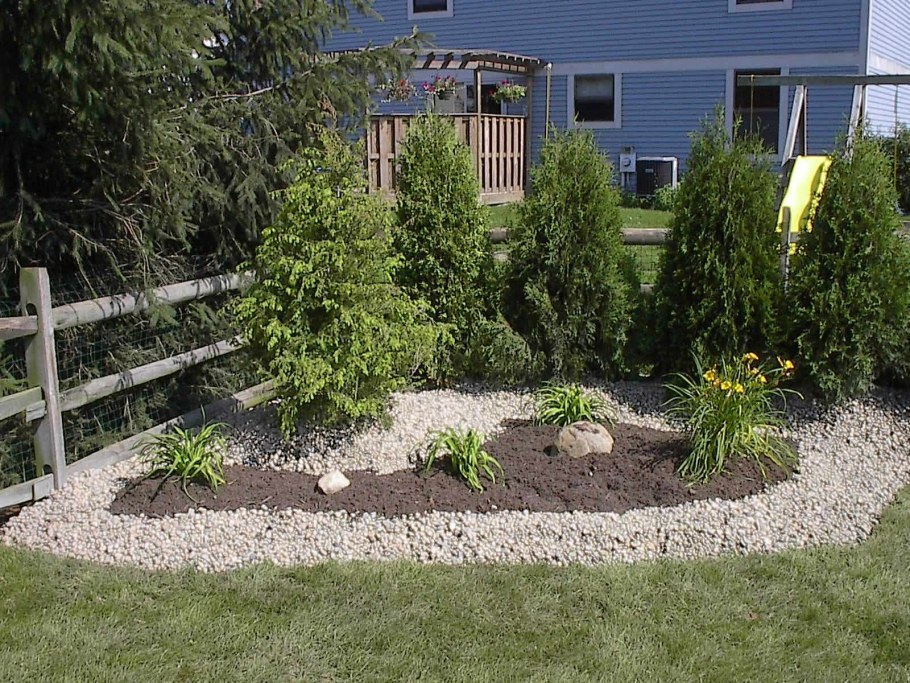 Голубая ель на дачном участке