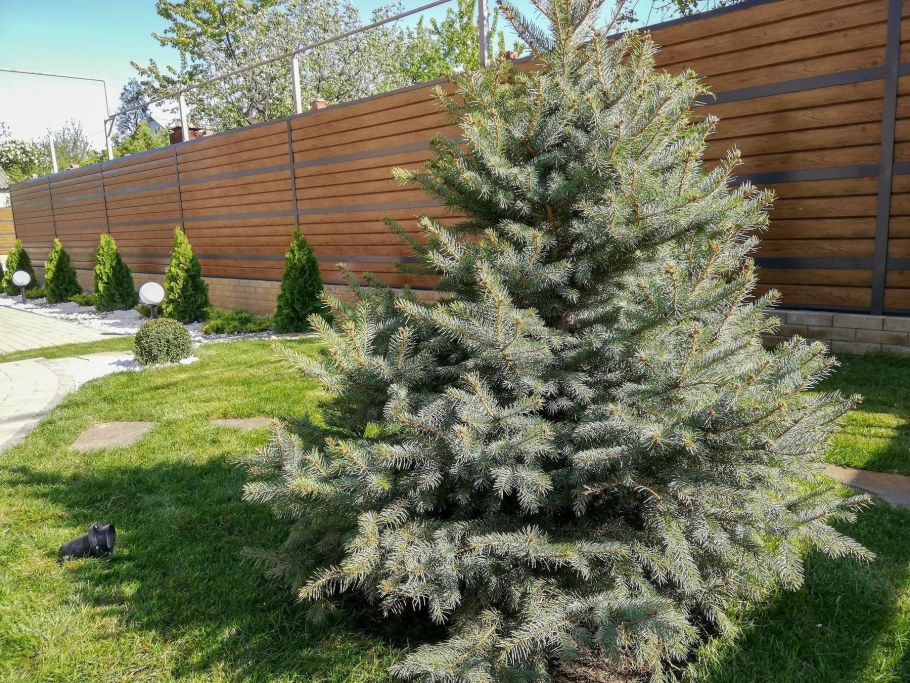 Пихта Фастигиата