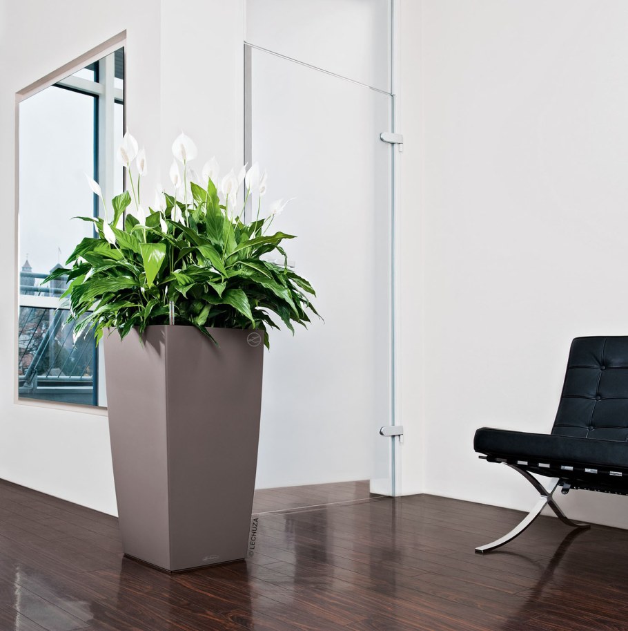 Lechuza cubico 30 Premium