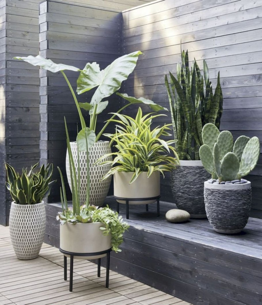 Сансевиерия коротколистная