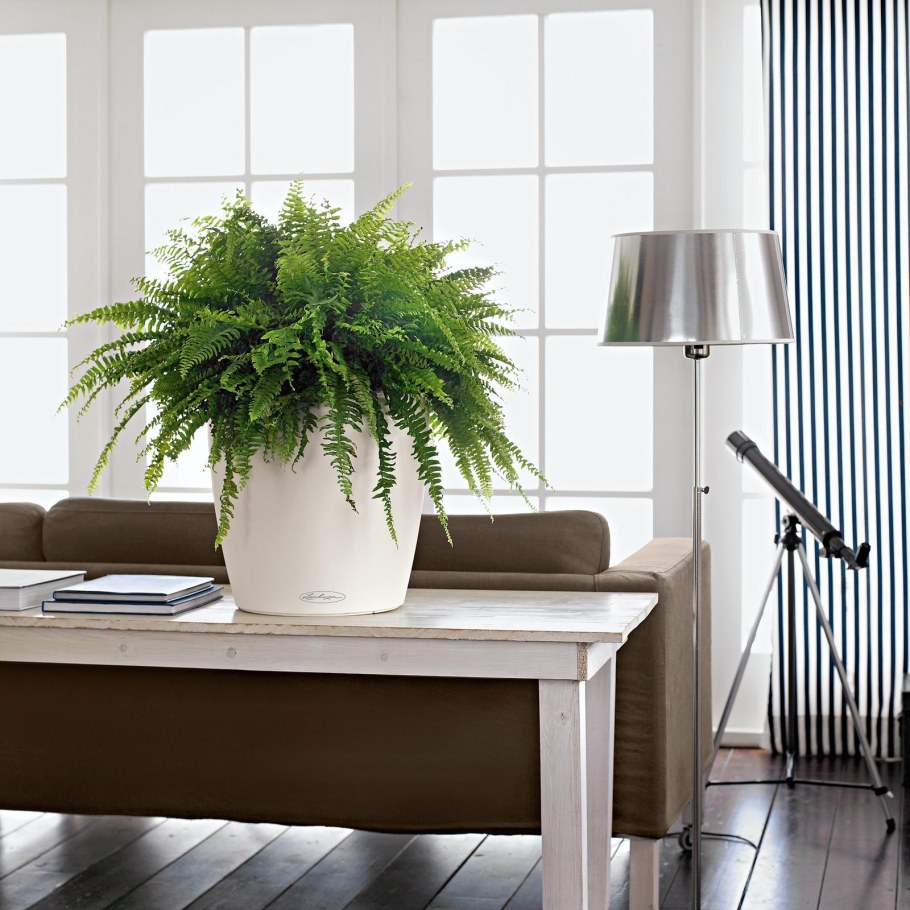 Lechuza Classico Color 43