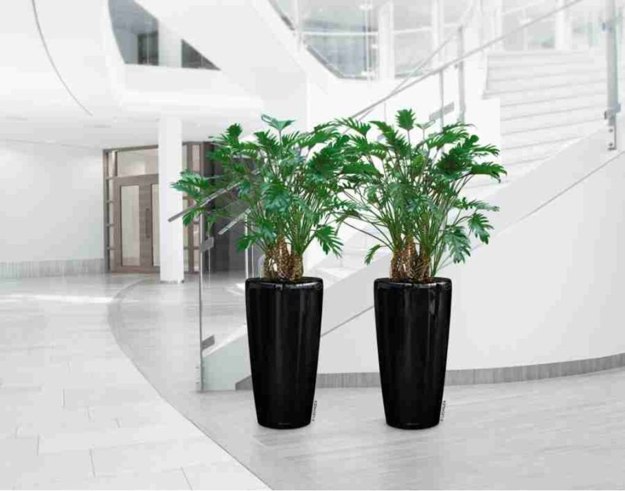 Замиокулькас + Lechuza