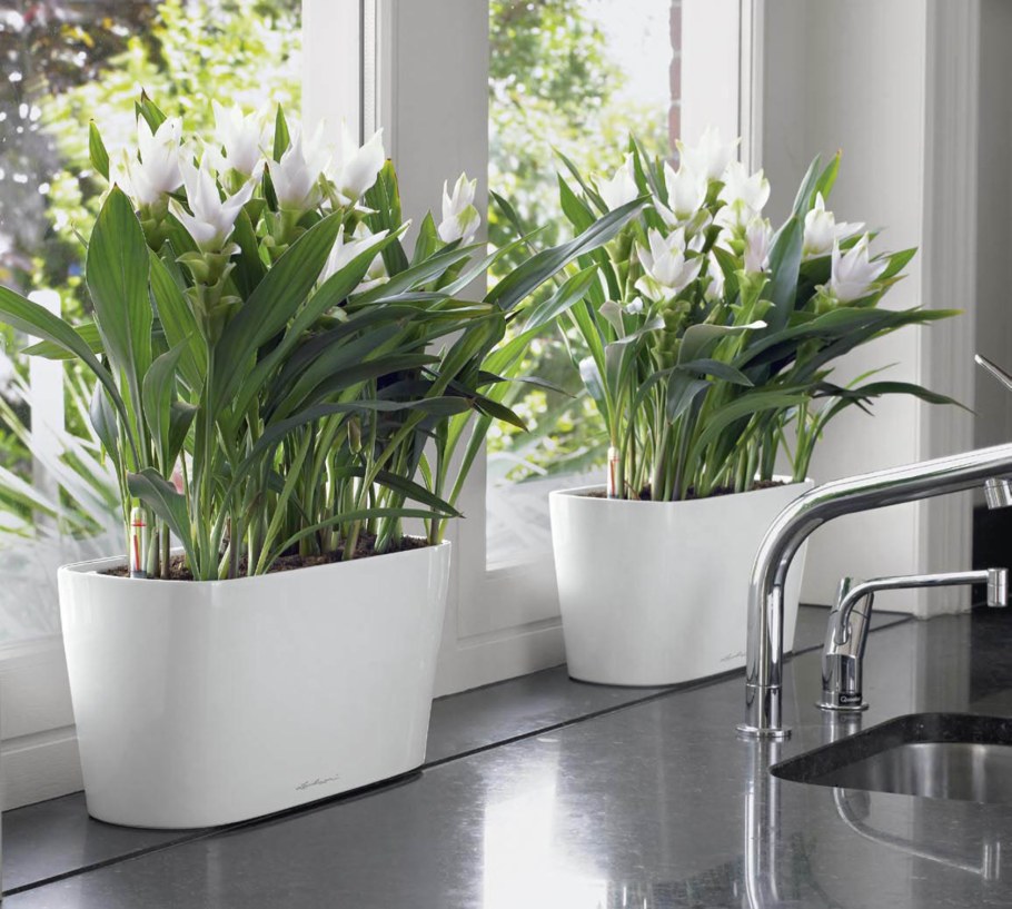 Кашпо Лечуза