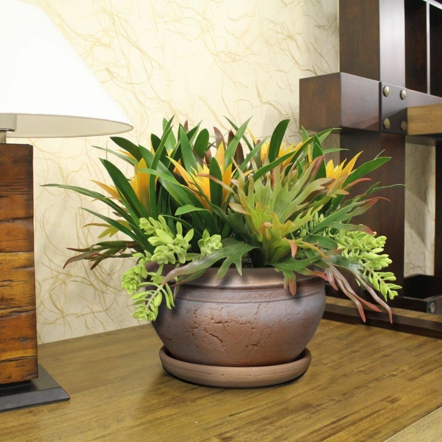 Гузмания фитодизайн