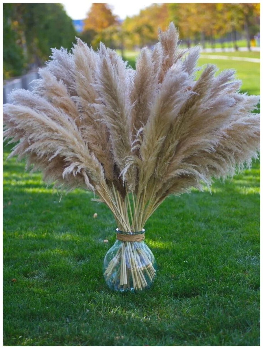 Пампасная трава для декора