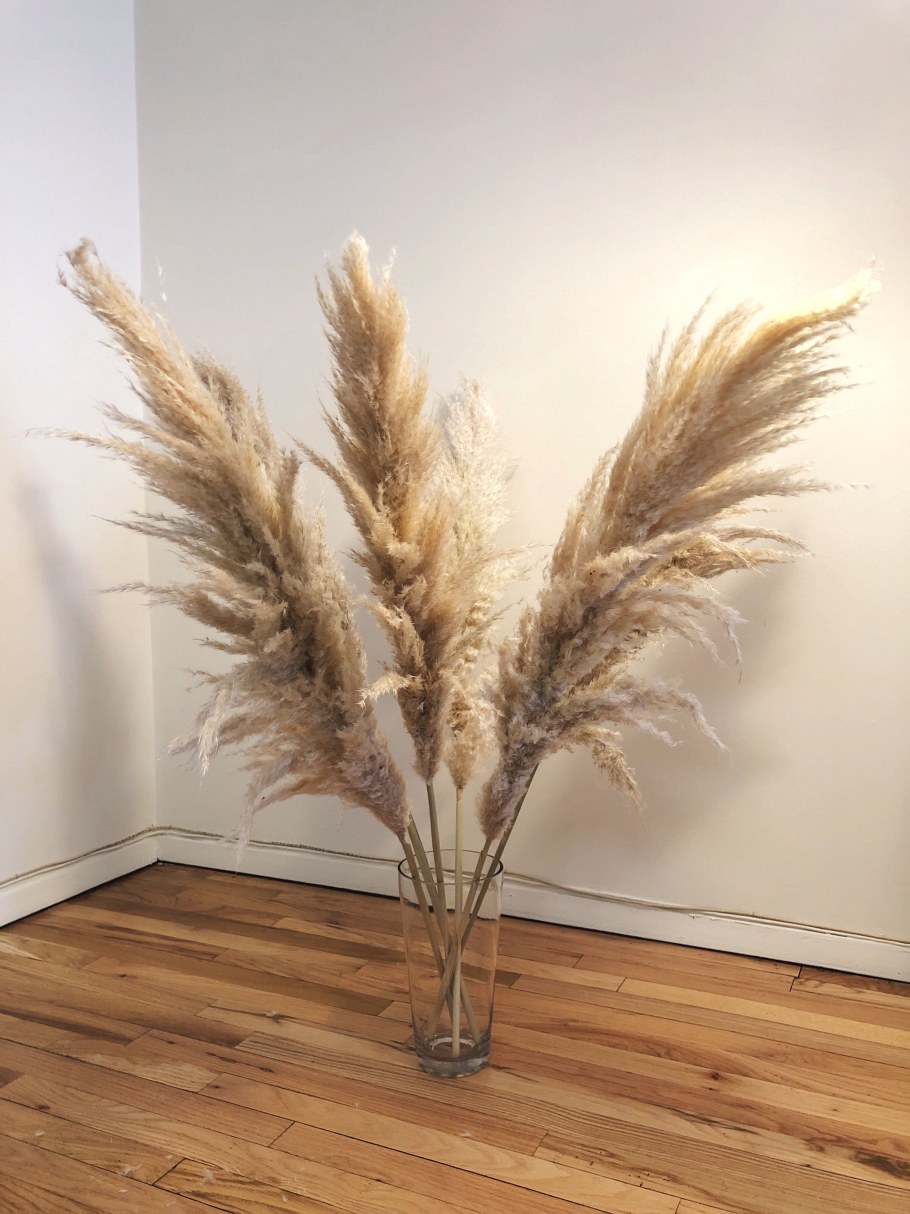 Пампасы трава